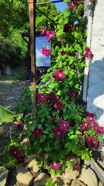 Villa Alsace – Clematis